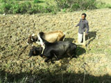 Co-operative farming to start soon, land ploughing started with help of Indian Light Foundation, Holland